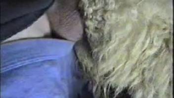 Guy screws a sheep and ejaculates intensely onto the creature's wool