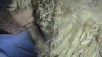 Man fucks sheep and cums hard on the animal's fur