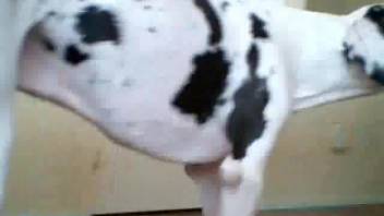 Intense doggy-style pounding for an extremely obedient bestiality lover