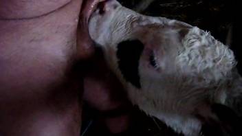 Horny dude fucking a cow's pretty face on camera