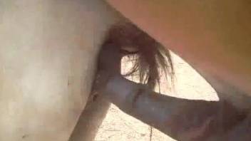 Horse's huge dick makes horny man to crave for sex rounds