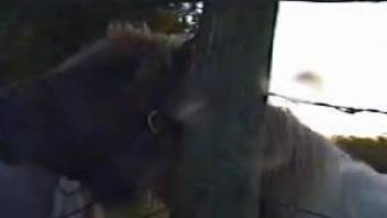 Horse's huge dick makes the horny zoo porn lover to drool