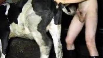 Horny cow gets her pussy gaped by a raging zoophile