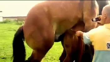 Stallion fucks a mare's delicious cunt outdoors