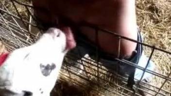 Dude fucks a kinky cow's face in a free porn video