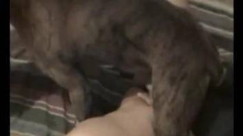 Assertive animal fucking its prey on the bed