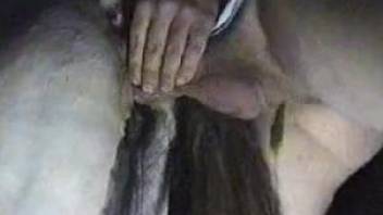 Dude fingering a horse pussy before fucking it