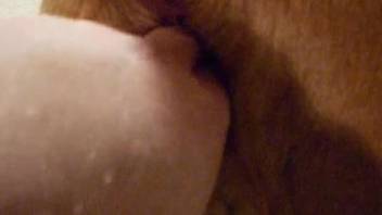 Guy fingering a dog's pussy from behind, up close
