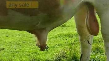 Animal showing its beautiful genitalia in an outdoor vid