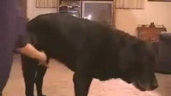 Aroused bestiality lover guy being screwed doggy-style by a canine