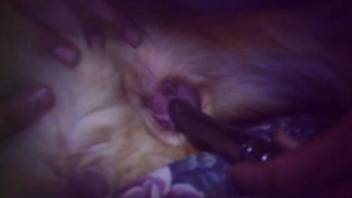 Dog fucked hard by owner in late night XXX scenes