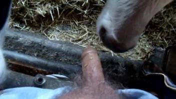 POV blowjob video with a very sexy-looking cow