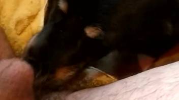 Guy's tasty butthole being licked by a canine