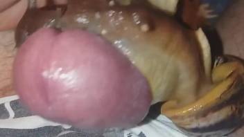 Uncut cock gets covered by sexy snails in POV