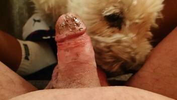 Horny dog licking the tip of a smallish penis in POV