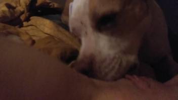 Canine tongues lady's smooth pussy as she pleasures herself