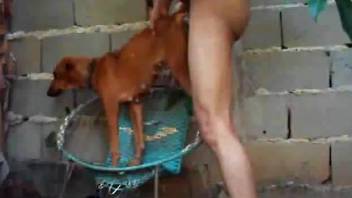 Zoophile man scores defenseless dog in backyard