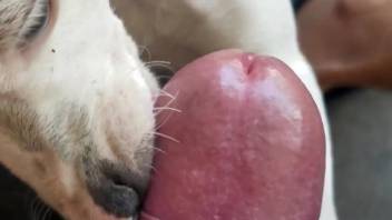 Dude's cock getting thoroughly licked by a dog in POV