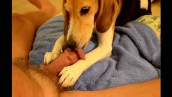 Pooch with a cute face licking that stiff cock