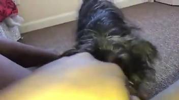 Mutt decides to bury its face in that juicy pussy