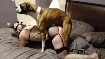 Mesh bodysuit zoophile getting banged by a dirty dog