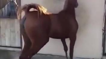 Horses like that are just too sexy to fucking handle