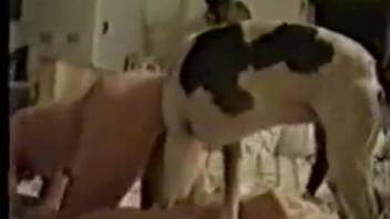 Classic animal porn movie starring an obedient bestiality enthusiast woman