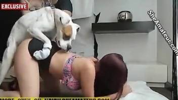 Redheaded beauty screwed by a sexy white animal