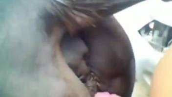 Dude with a huge cock decides to cum all over a horse pussy