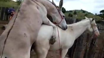 Donkey fucks a mare's tight pussy from behind