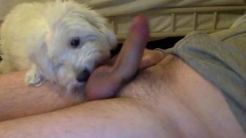 Guy's beautiful cock gets licked by a sexy small dog