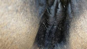 Steamy mare's wet cunt is pounded by a massively endowed stud