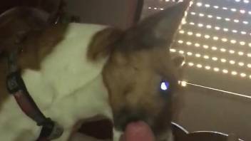 Nude man jerks off and loves the dog licking his dick