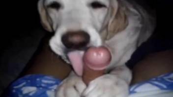 Man jerks off with the dog licking his big balls
