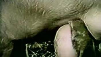 Slutty females caught on cam in various scenes of zoophilia sex