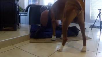 Doggystyle pounding with a dark-skinned animal-loving hottie