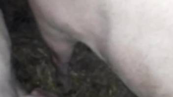 Pig's butthole getting gaped in a weird porno movie