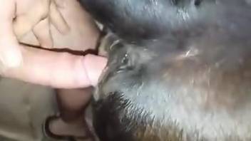 Dude destroys an animal's tight hole with his hard cock