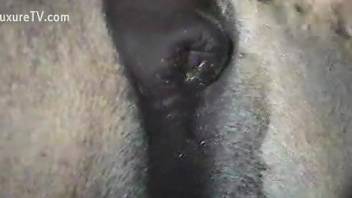 Animal showing off its massive penis for the camera