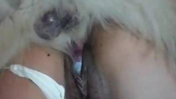 Hairy pussy beauty gets licked and banged by a doggo