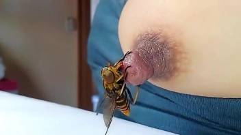 Bee stings that gorgeous nipple and it's very sexy