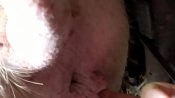 Passionate bestiality fingering session with a sexy pig