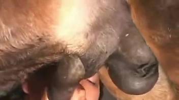 Chubby Latin lady worships a stallion's huge cock