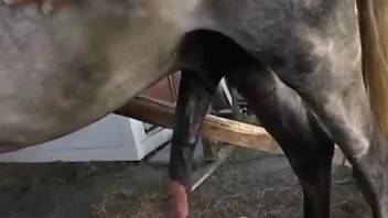 Erotic brunette spreads her legs for a sexy horse