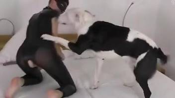 Bodysuit babe getting screwed by an attentive dog
