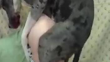 Hottie in ripped jeans fucked by a big-dicked dog