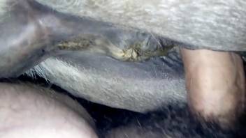 Guy fucks a mare vagina from behind with closeups