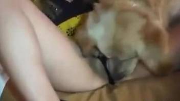 Masked beauty gets licked and then dicked by a dog