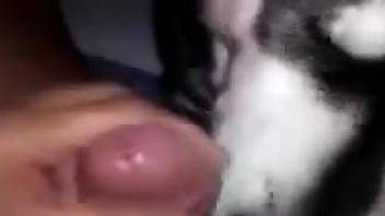 Dude's stiff cock gets licked in a hot POV movie