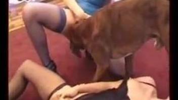 Girls teach submissive dog to lick pussies off